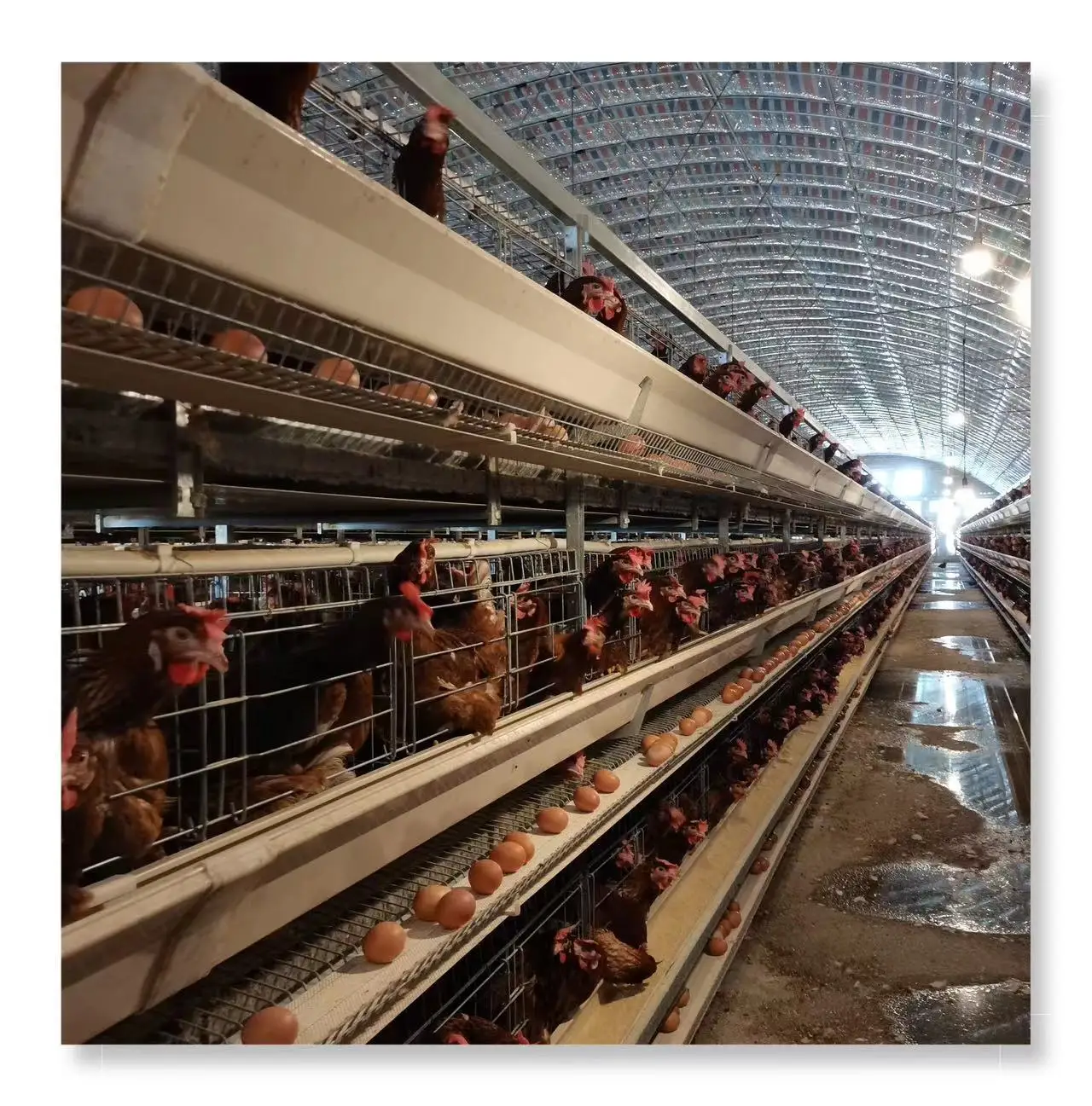 Hot Sell H Type Poultry Farm Automatic Belt Manure Machine Layer Chicken Battery Cage