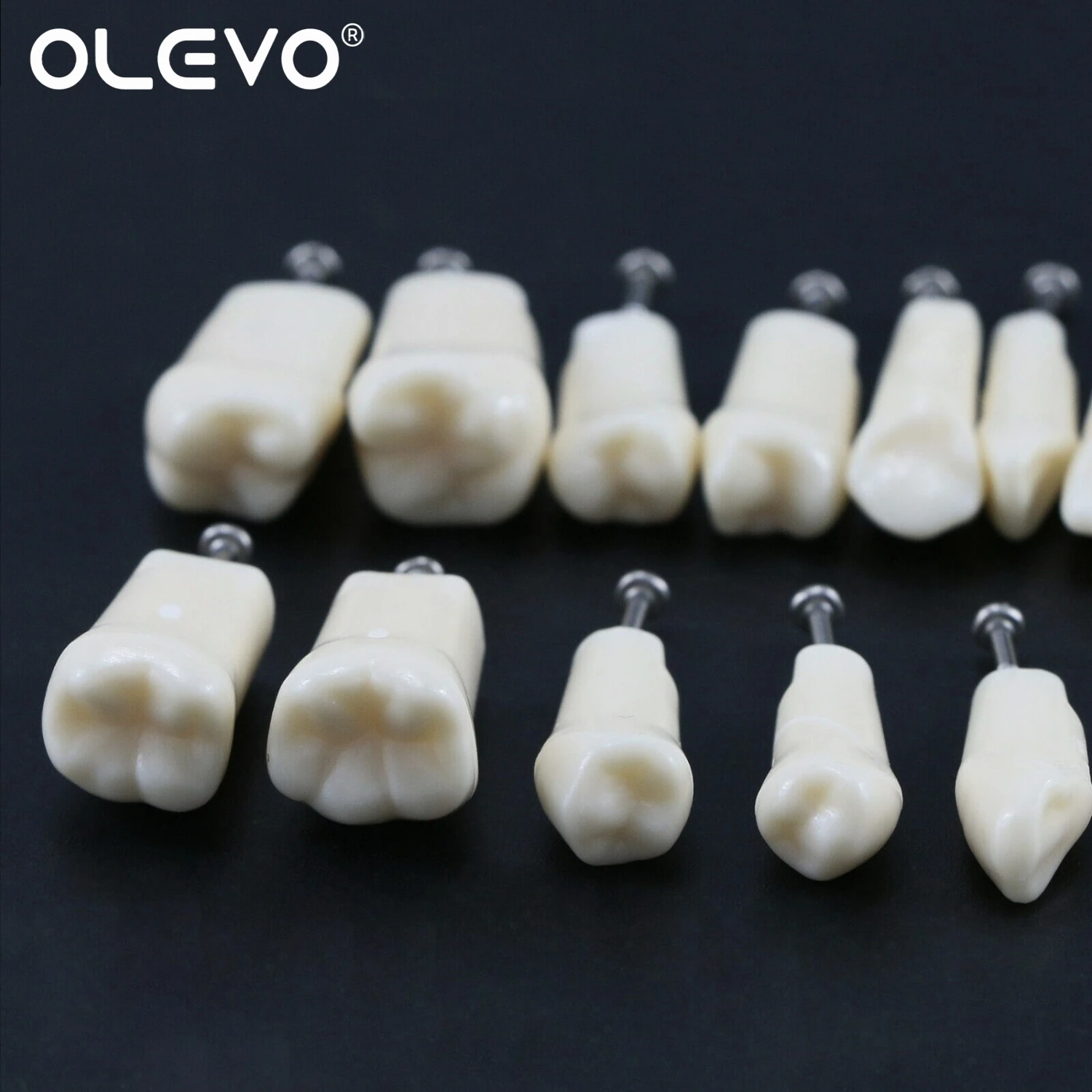 Dental Teeth Model Typodont Replacement Screw-in Resin Denture fit NISSIN 500 Type/200 Type Dentistry Training Practice Models