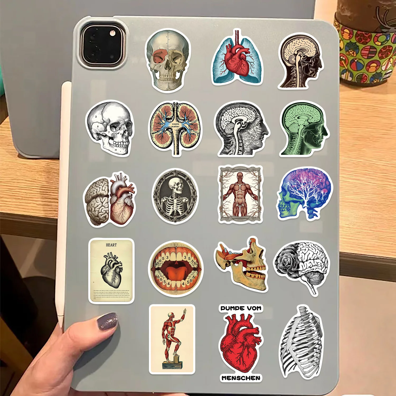 50PCS Retro Scientific Anatomy Sticker Physiology Anatomy Luggage Laptop Cars PVC Guitar Coffee Skateboard Notebook Decals