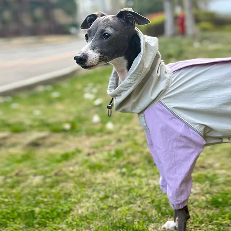 Italian Greyhound Whippet Raincoat | Lightweight Iggy Clothing | Colorful Waterproof, Rainproof, Windproof Jacket in