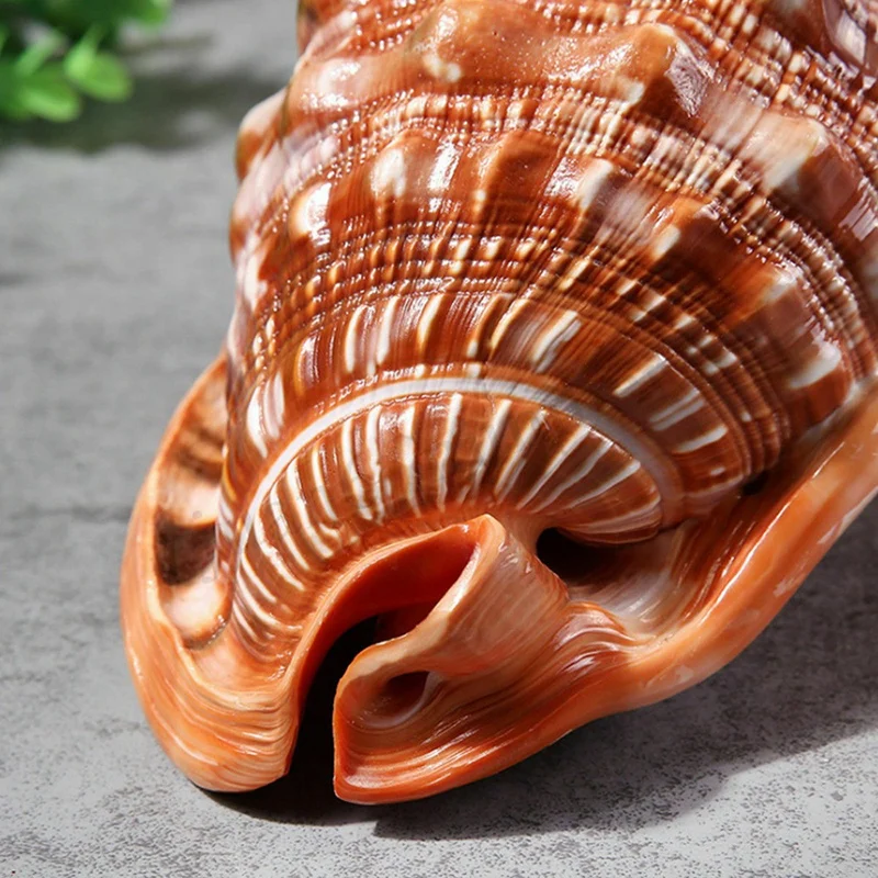 Natural Bull's Mouth Helmet Conch Shell Coral Sea Snail Fish Tank Adorn Ornament 1Pcs