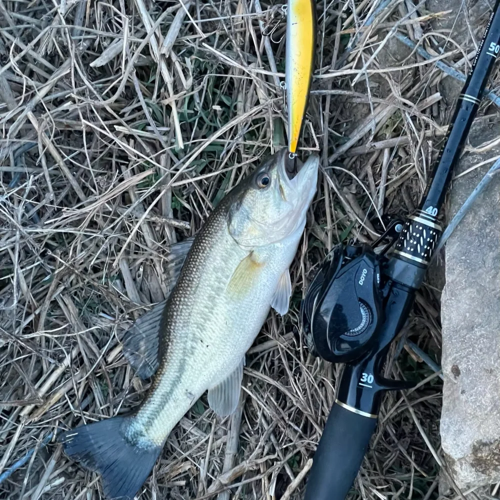 Neuer Jerkbait 120mm 18g Suspending Minnow Duo Realis Jerkbait 120SP Angelköder Künstlicher Wobbler Harter Köder für Barsch, Hecht, Forelle – Detail 8