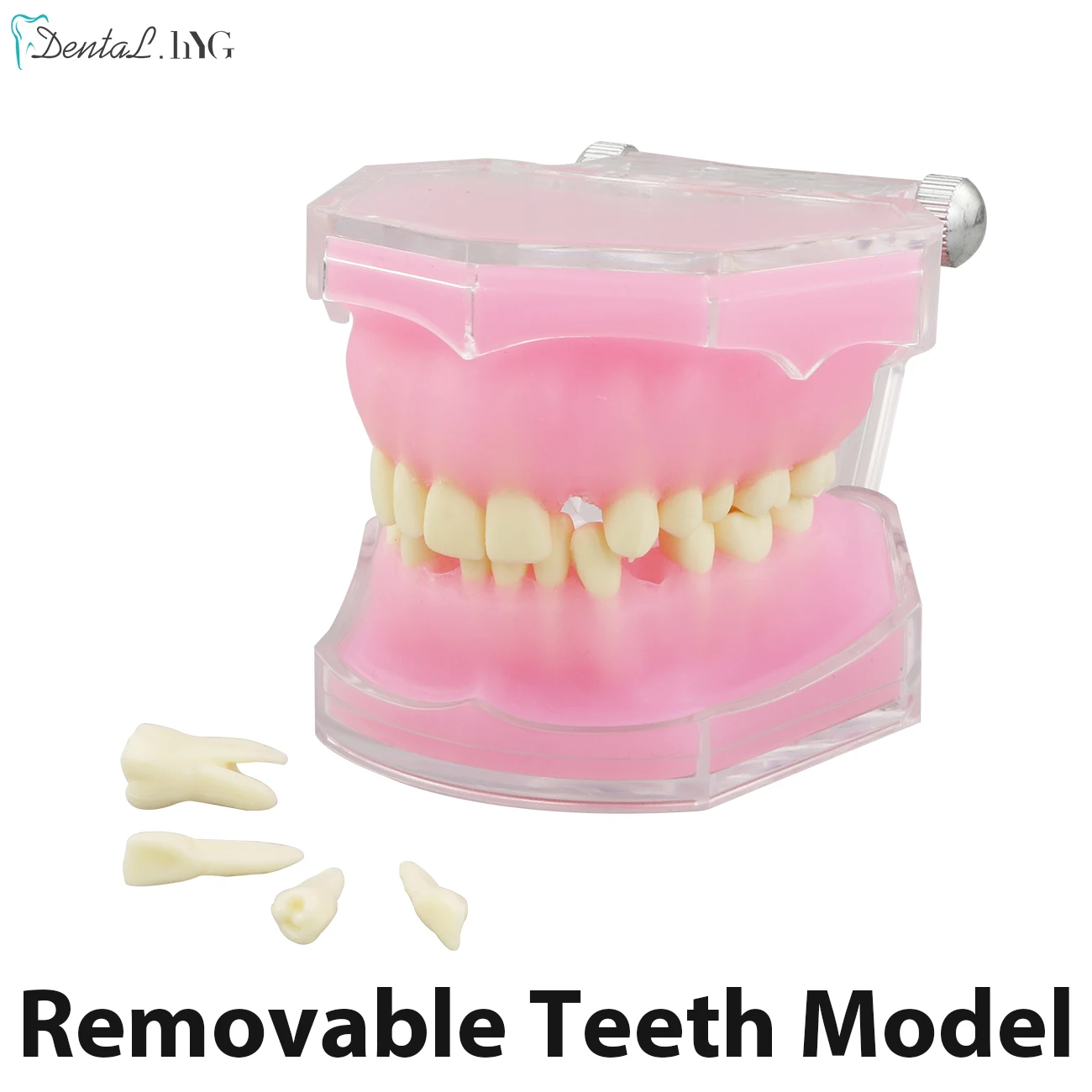 Dental Study Teaching Model Standard Model Removable Teeth Soft Gum ADULT TYPODONT Model