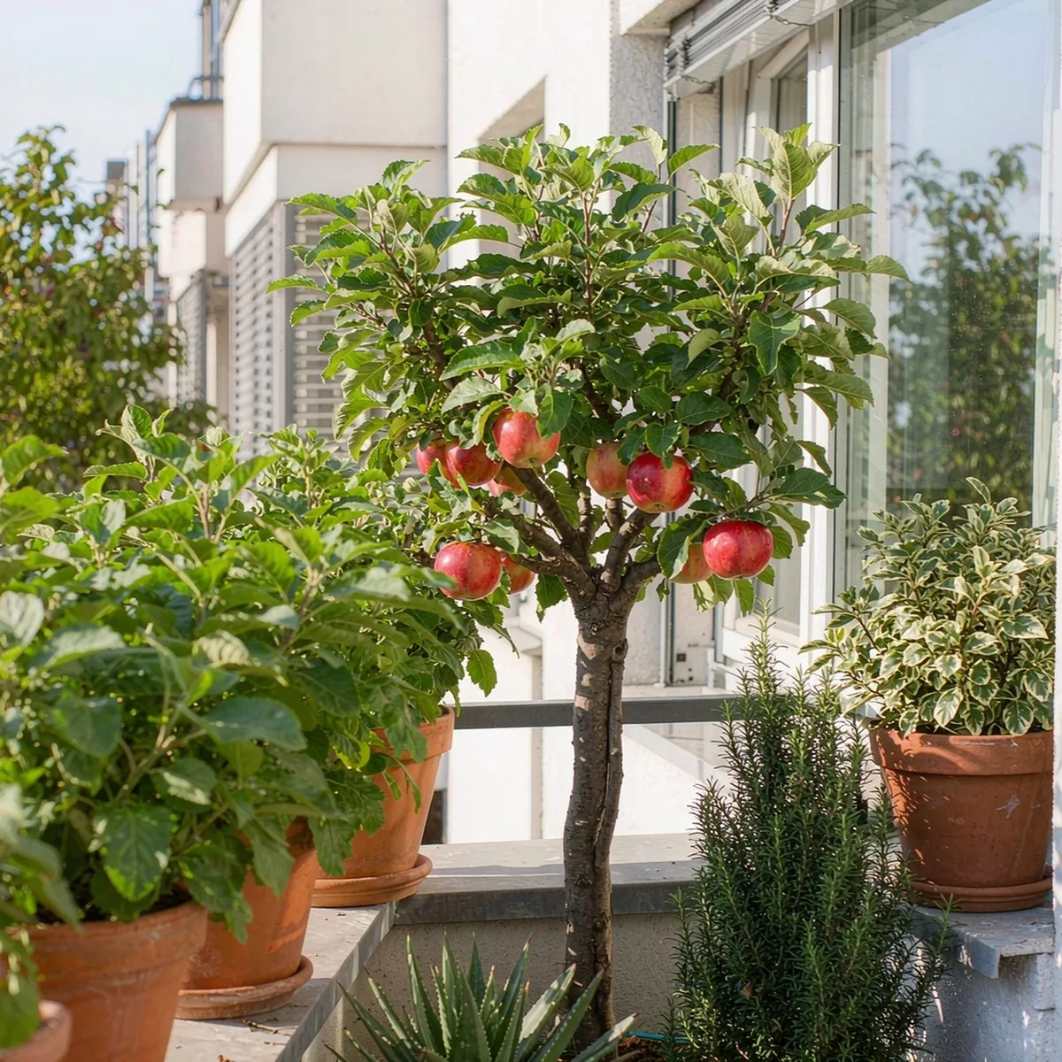 10 Semillas de Manzana (Malus Domestica) Árbol Frutal para Jardín y Maceta, Semillas Frescas Fáciles de Germinar