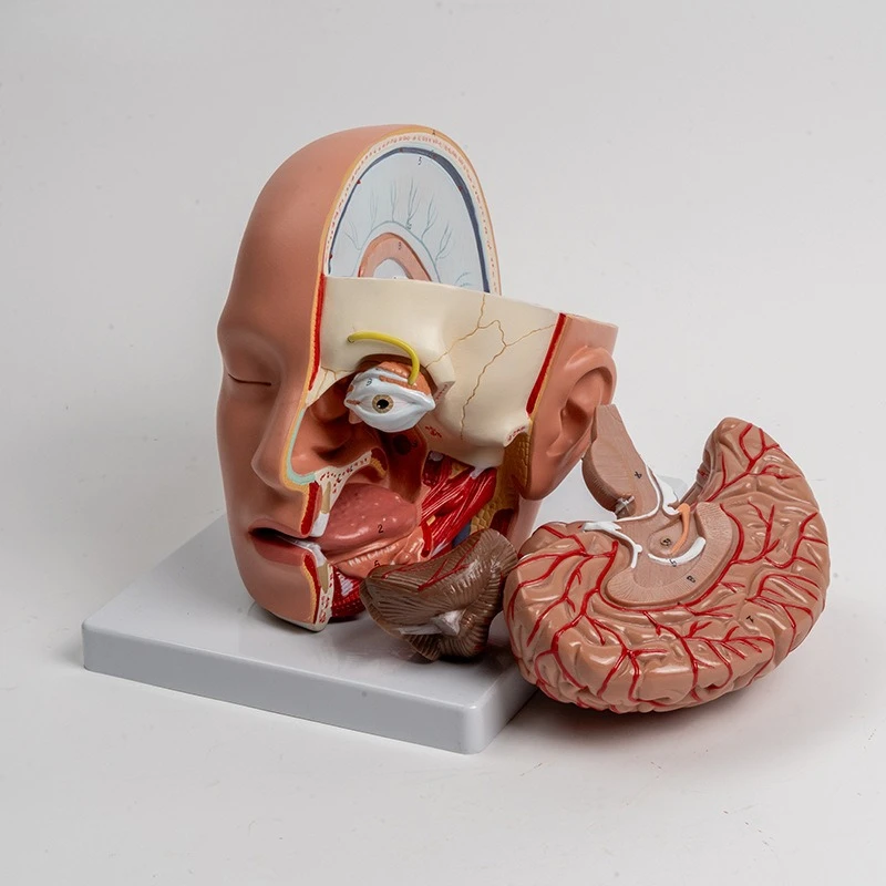 Human head structure Brain anatomy model Removable