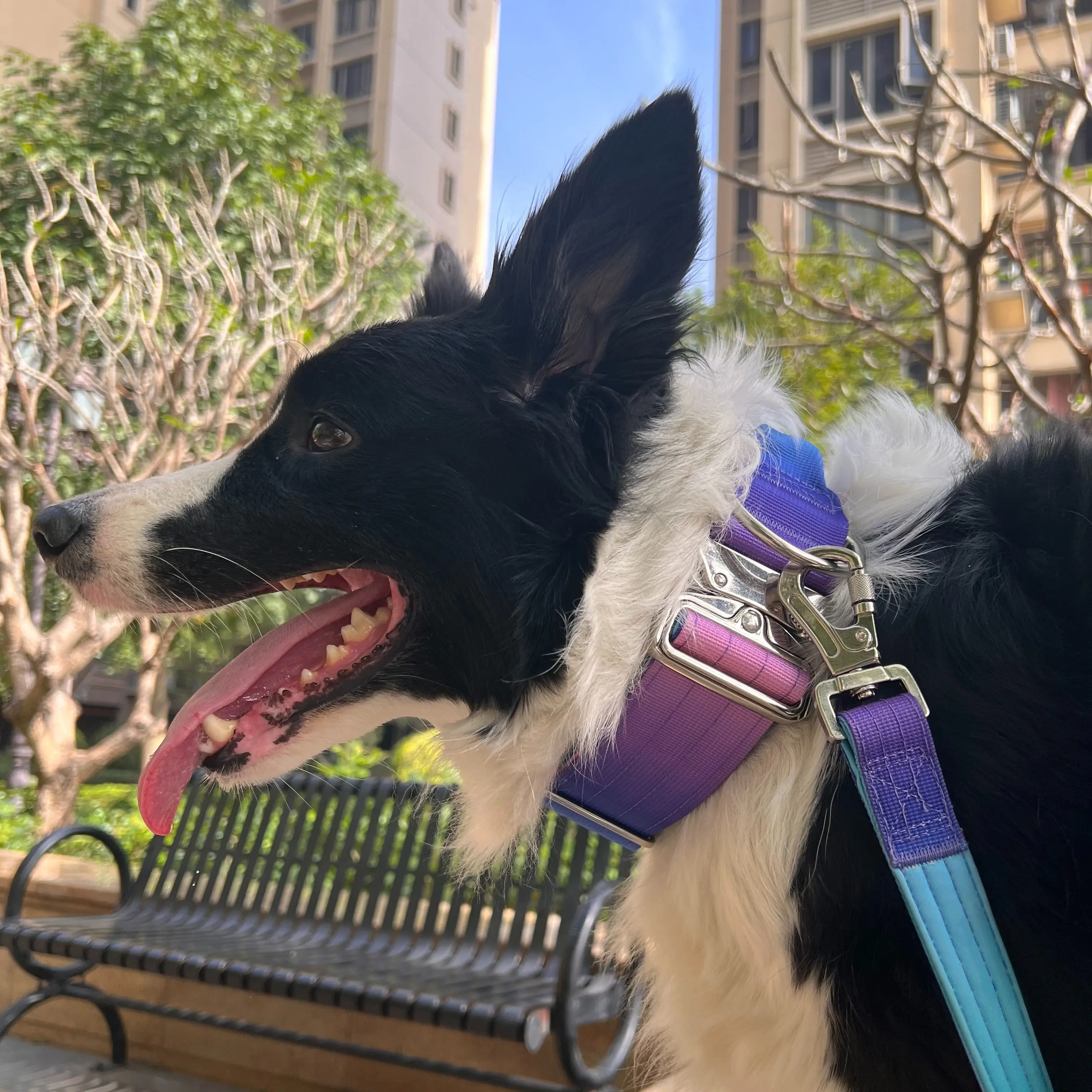 مجموعة مقود طوق الكلب التكتيكي المتدرج مناسبة للكلاب المتوسطة والكبيرة عالية القوة من النايلون + تصميم نيوبرين عرض 5 سم