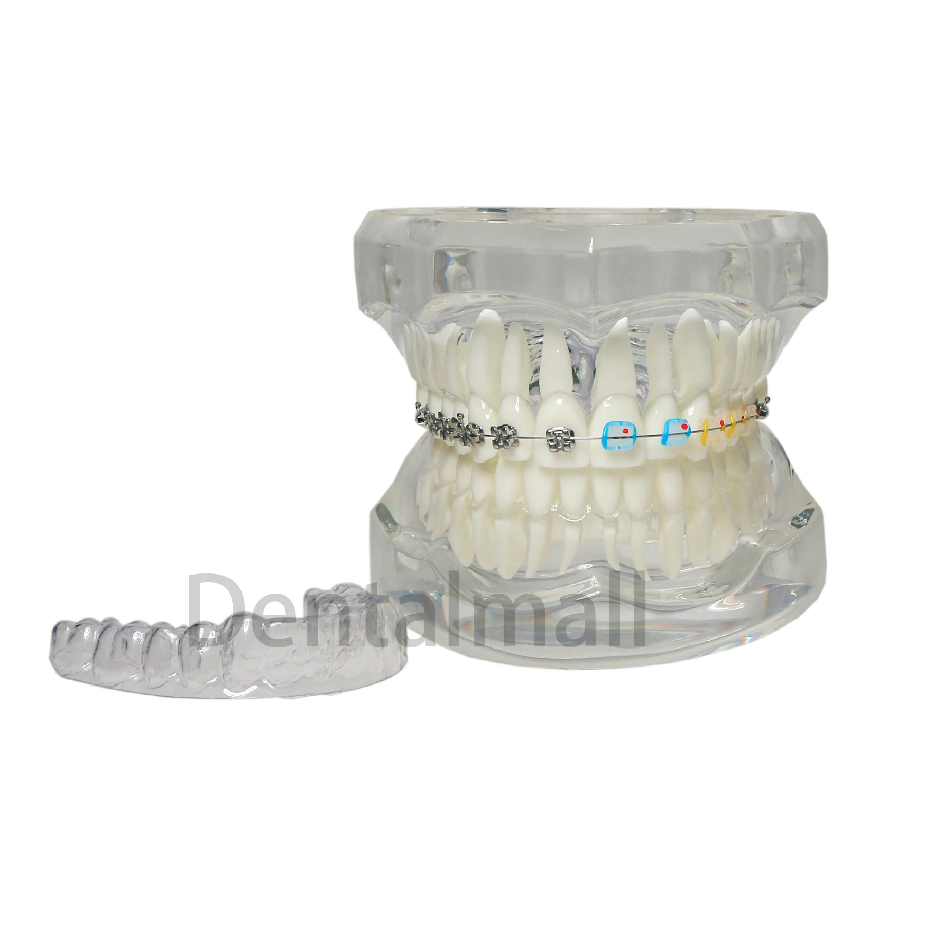 Dental Teeth Model Teaching Orthodontic with Retainer Metal Ceramic Bracket Demo M3012 Clear