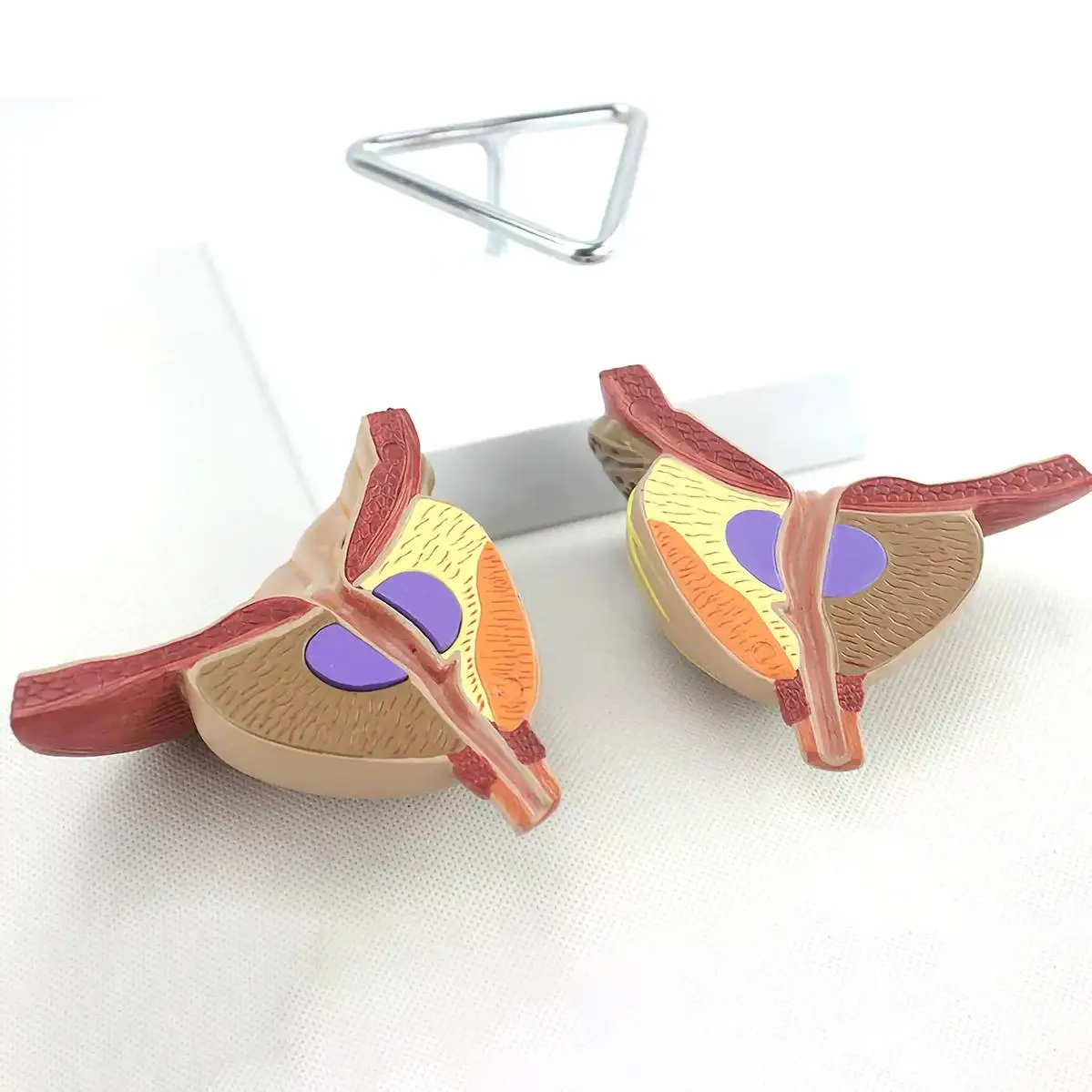 2X Life Size 4 Parts Human Bladder Prostate Model Surgeon Medical Teaching Models