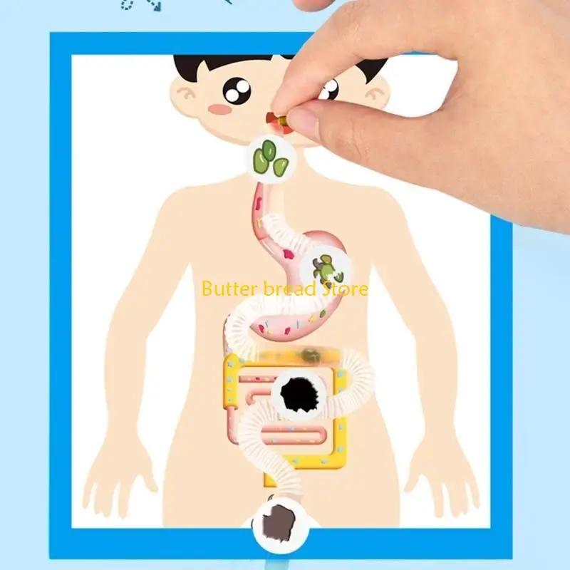 W89C Educational Digestive Anatomy Model Learning Tool para crianças estudantes 6＋