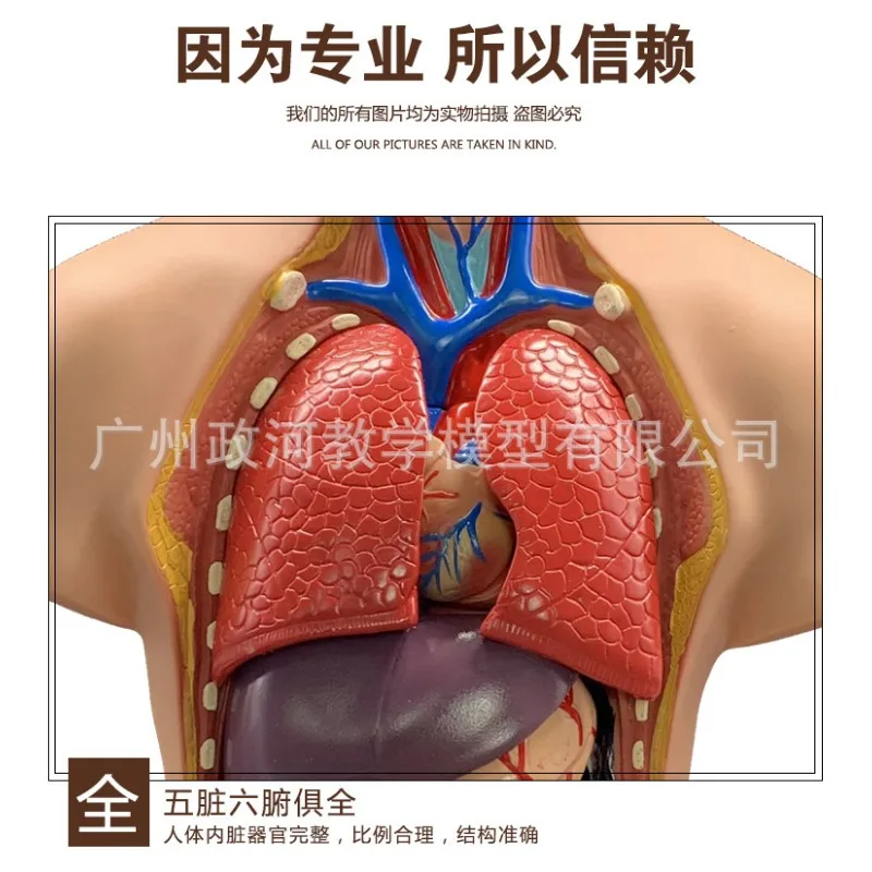 19parts 55cm Human Torso Model Assembled Medical Heart Lung Liver stomach Anatomy Body Bisexual Anatomical Science Educational