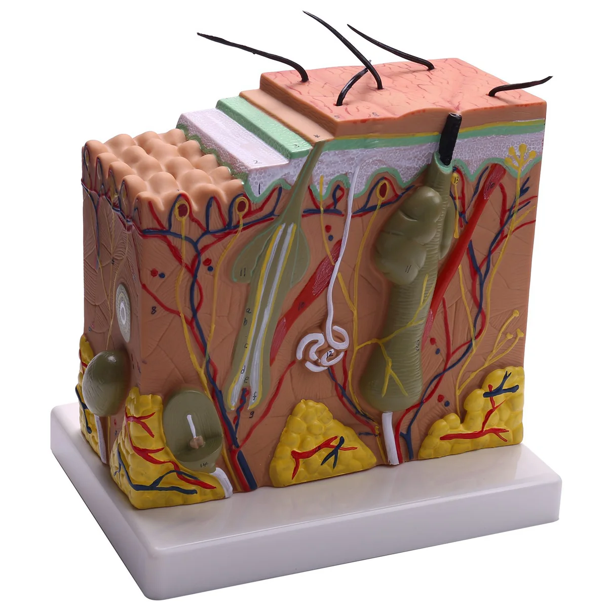 Skin Model, 50X Skin and Hair Structure Enlarge Model Anatomical Model Anatomy for Science Classroom Study Display Teaching