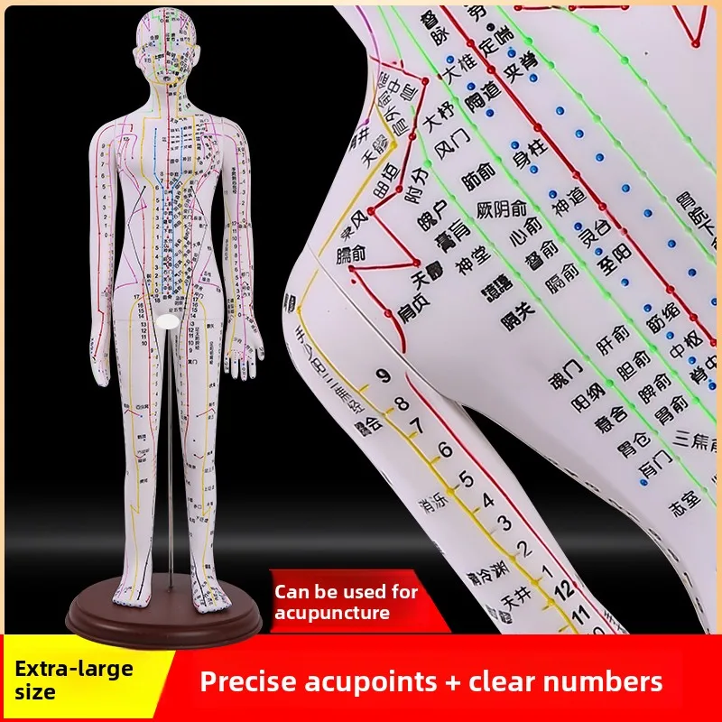 

Ultra Clear Enaving Human Acupoint Model White Skin Color for Men And Women Medical And Acupuncture Teaching Tool