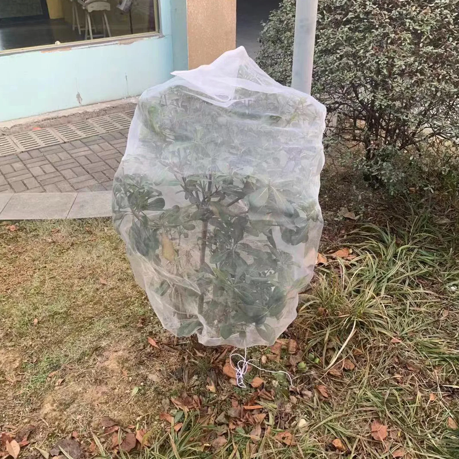 أكياس شبكية كبيرة لشجرة الفاكهة مع شبكات طيور الحديقة برباط لشجائر شجرة التفاح الكرز #5