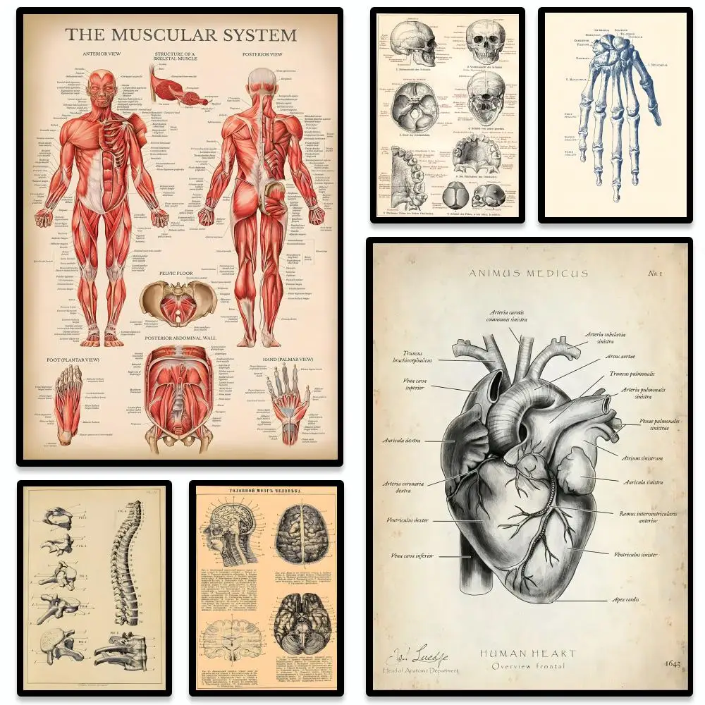 Trendy RRetro Human Organ Charting Poster Waterproof Self-St