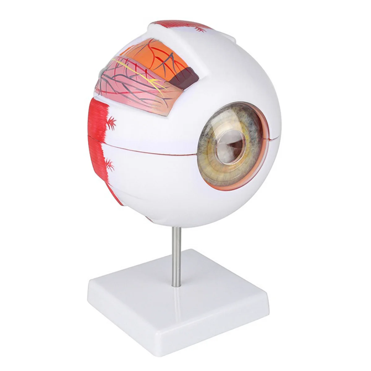 AT42 Anatomical Eye Model Eyeball Eyelid Model Disassemble 6 Times Enlarged Optic for Eye Special Teaching