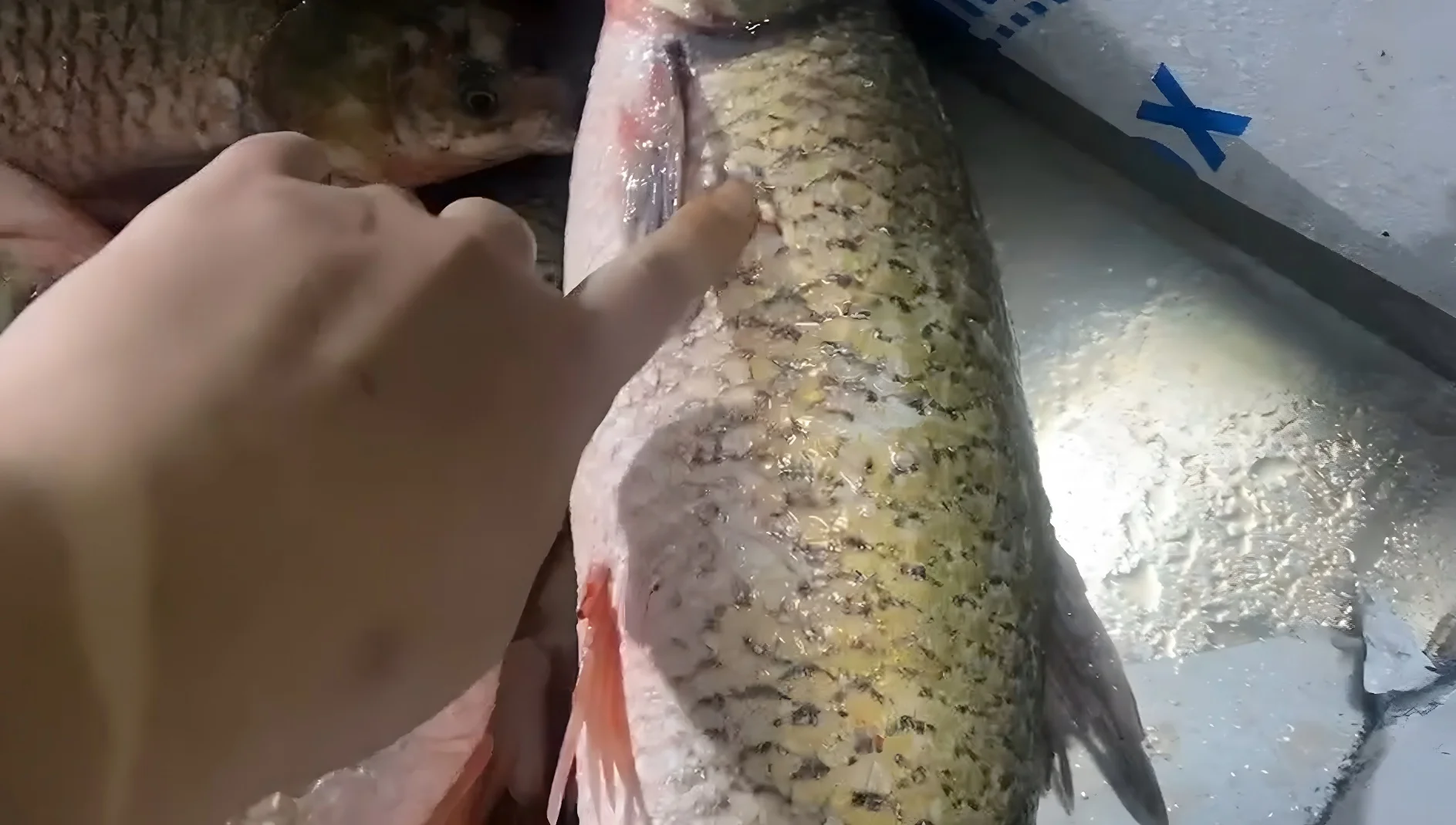 Stainless Steel Fish Processing Equipment Fish Scale Scraping Machine Fish Scale Cutting Equipment Electric Descaling Machine