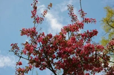 

Металлический передний и задний дифференциал 43T 13T для Arrma 1/7 Infraction, Limitless, 1/8 Typhon 6S, 1/10 SENTON 6S — запчасти и аксессуары для тюнинга