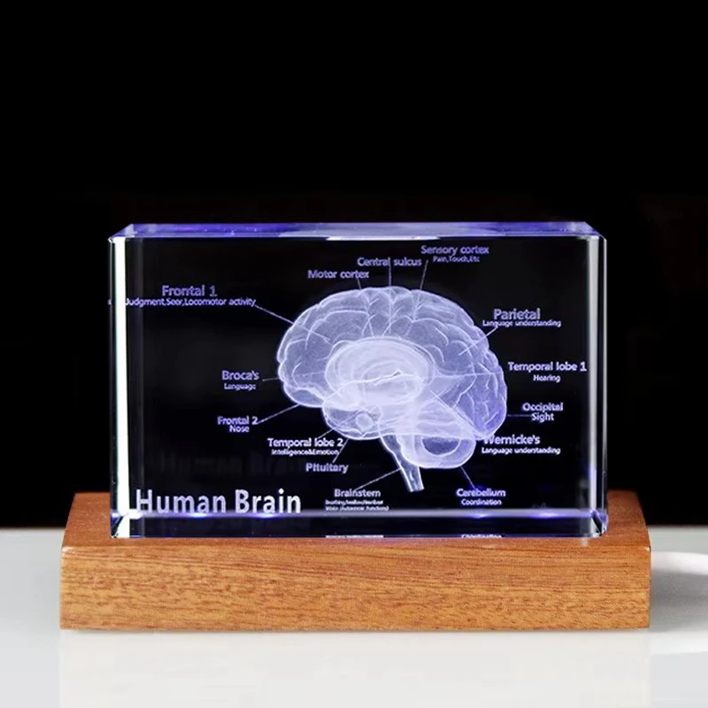 

Brain Crystal Cube Model, 3D Laser Engraved, Human Cerebrum Organ, Anatomical Figurines, Paperweight Science Gifts, Keepsake
