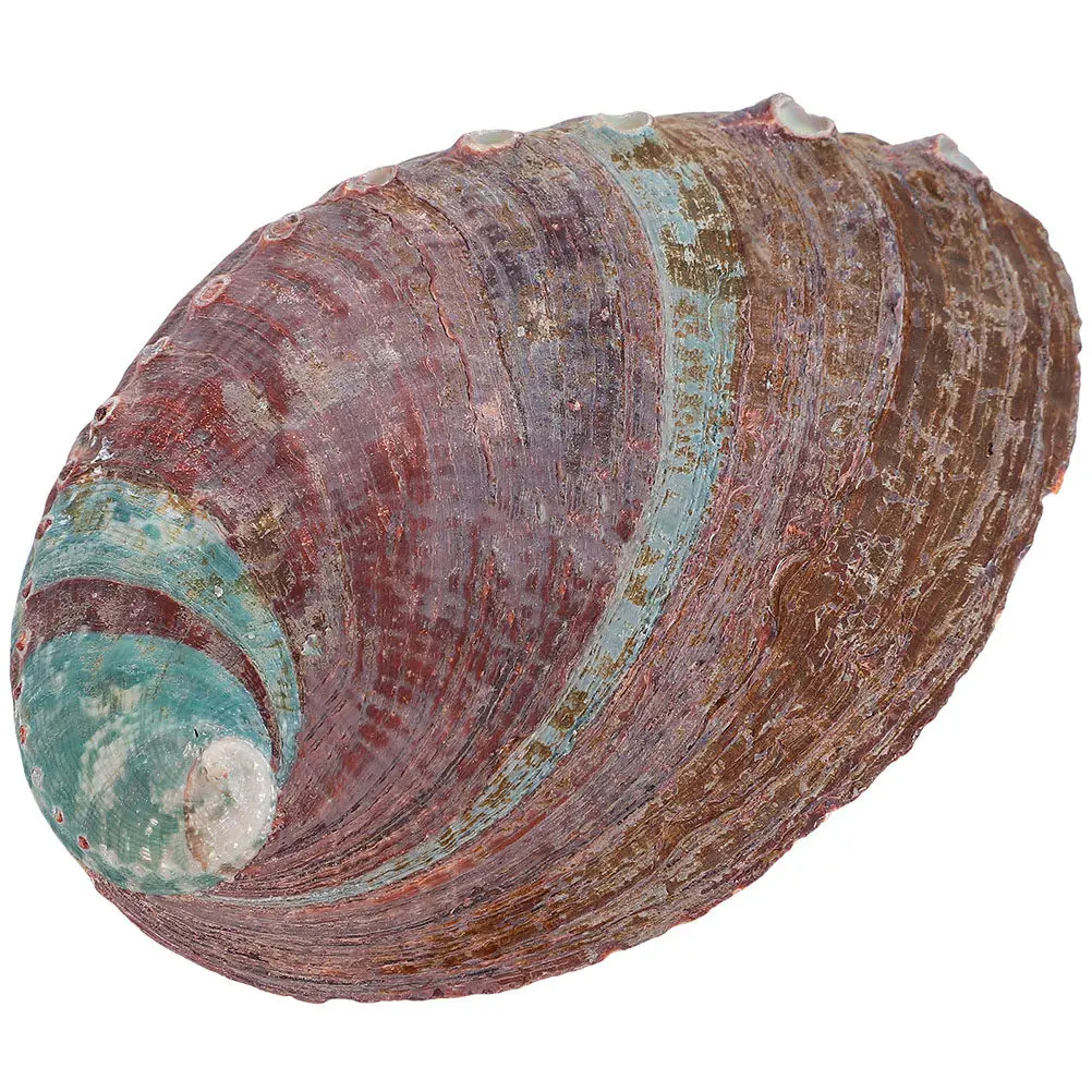 Rough Abalone Shell Aromatherapy Burning Holder Natural Shell Decor for Home Office Aquarium Glass Tank Soap Box Plant Container