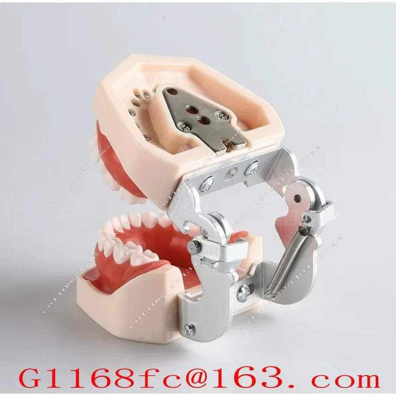 28 32 Oral  Teeth Model Preparation Practice Soft Gums Removable Oral Teaching