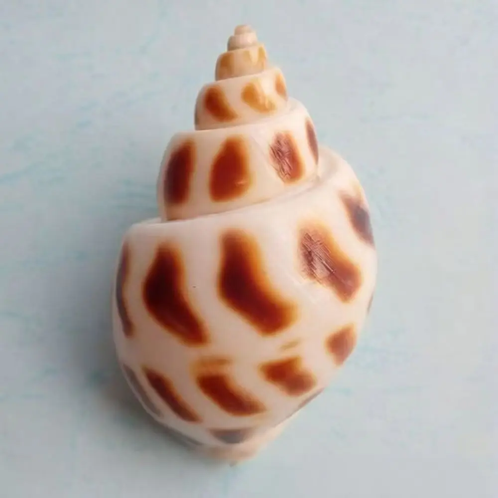 Natural Seashells Bulk Assorted Starfish Set Fish Tank Scenery Hermit Crab Replacement Home Craft DIY Ocean Ornament