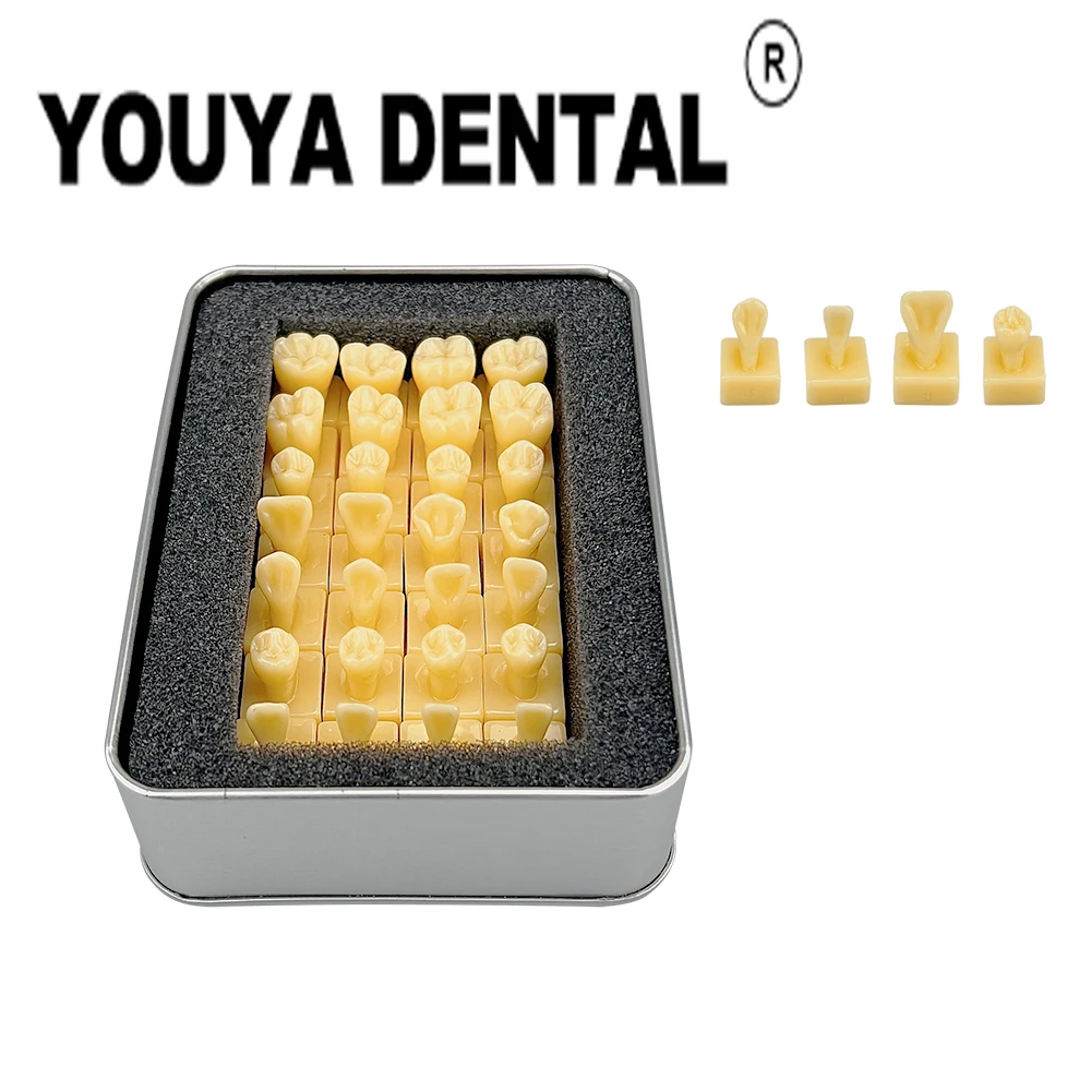 

28pcs/set 1.2 Times Carving Guide Model Carved Ivory Model for Dentist Students With Tooth Structure And Practice Teaching Tools