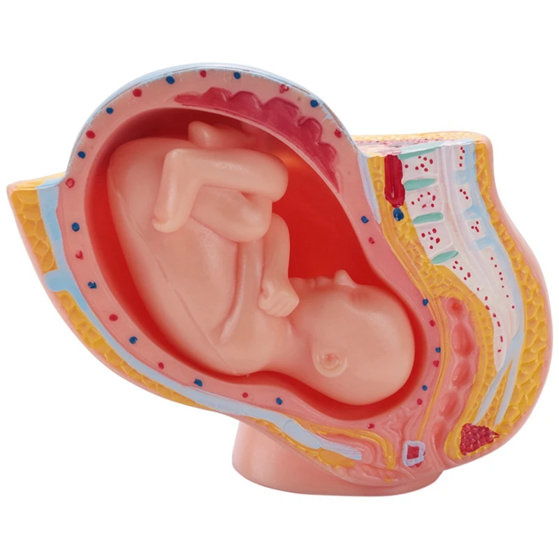 Modelo de desarrollo Fetal de embarazo humano, modelo pélvico de 9 meses, anatomía del embarazo, 2X