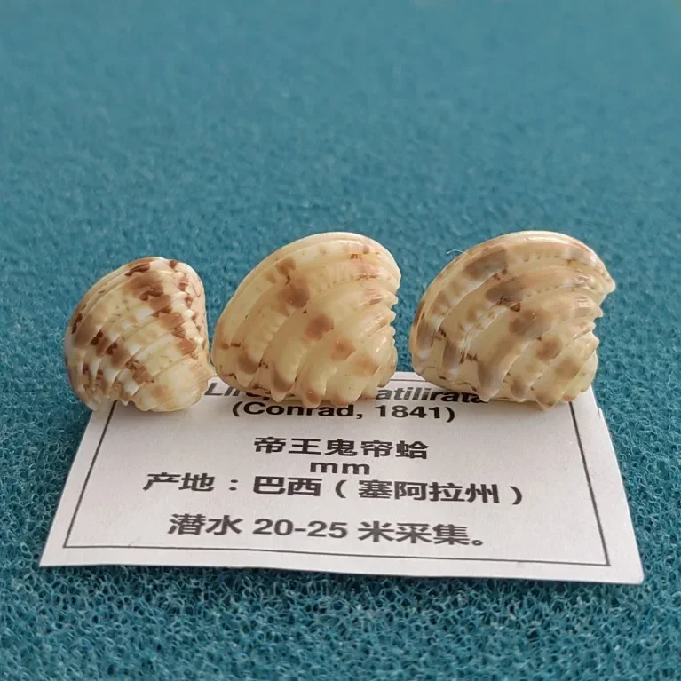 Natural Conch Shell Glosssidae Specimen Snail Collection Snail Rare Clams Home Decoration Ornament Beach Decorations for Home