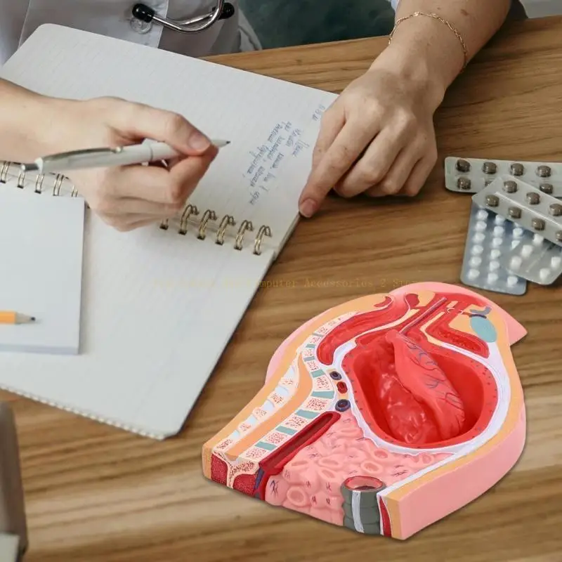 Female Reproductive System Anatomy Model for Educational Use