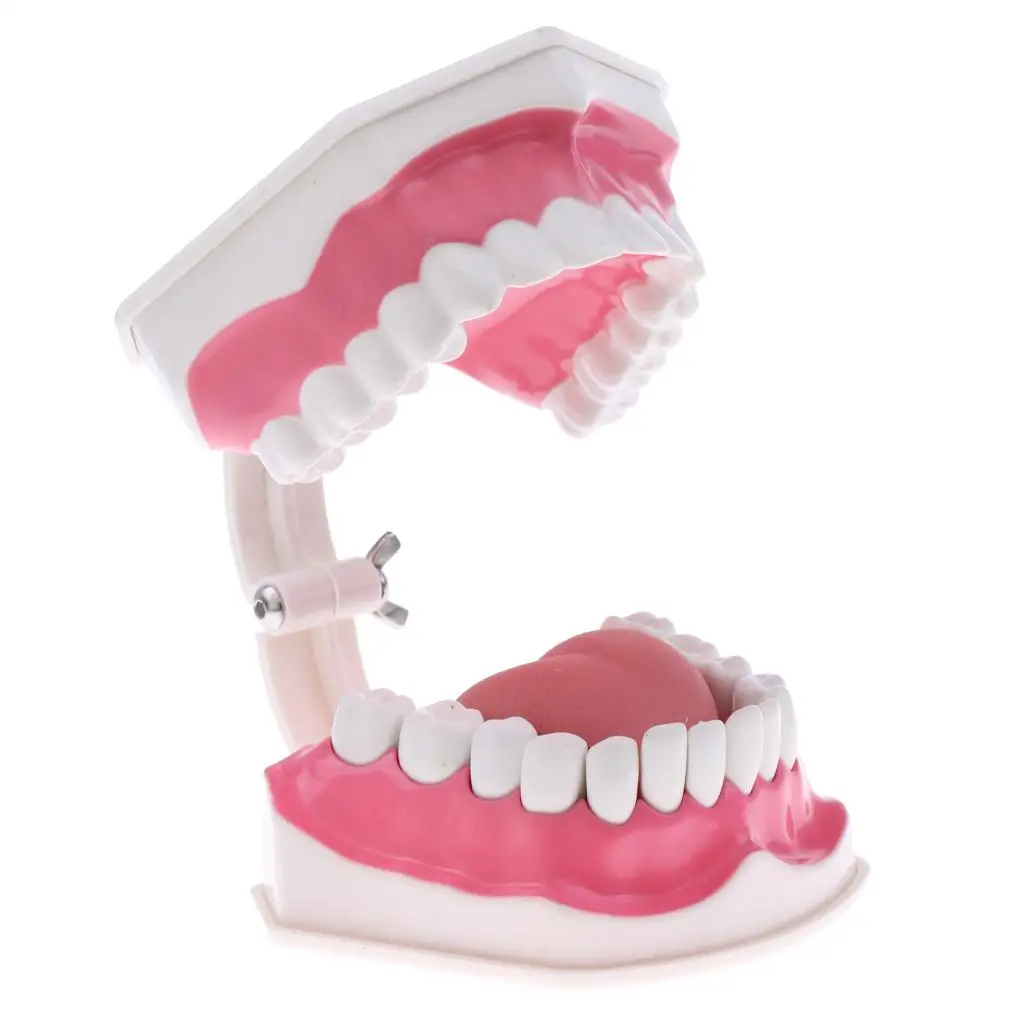 Human Mouth Dental Model Removable Teeth Study Aid Mouth Caring Tool for Lab Teaching Display