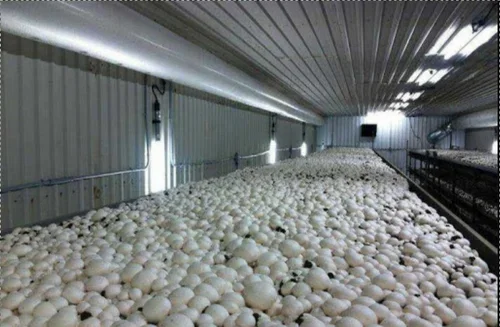 Conservazione del freddo della stanza dei funghi