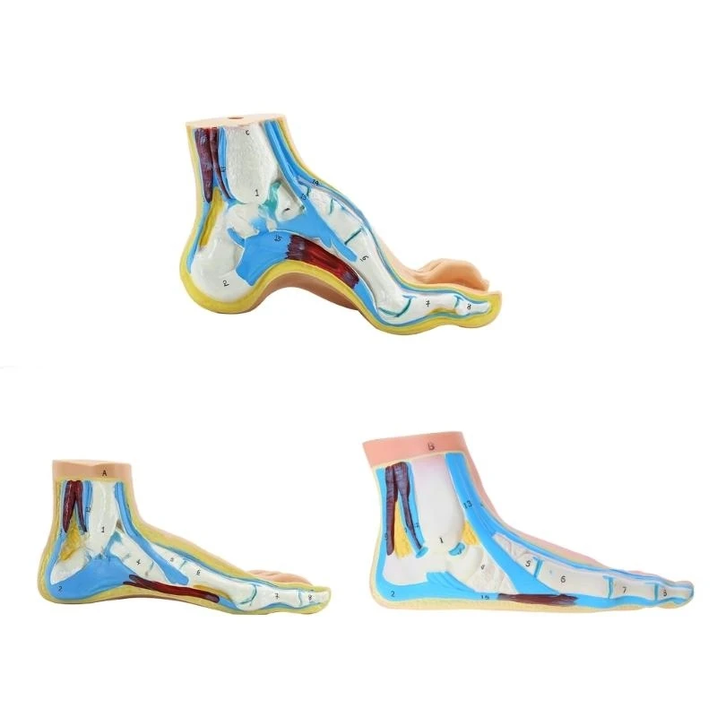 

Анатомическая модель стопы нормального/плоского/высокого свода, анатомическая модель голеностопного сустава