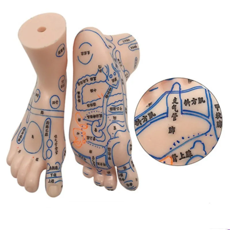 

Foot model foot massage 19cm foot reflection area foot model human acupoint foot massage foot massage lettering version