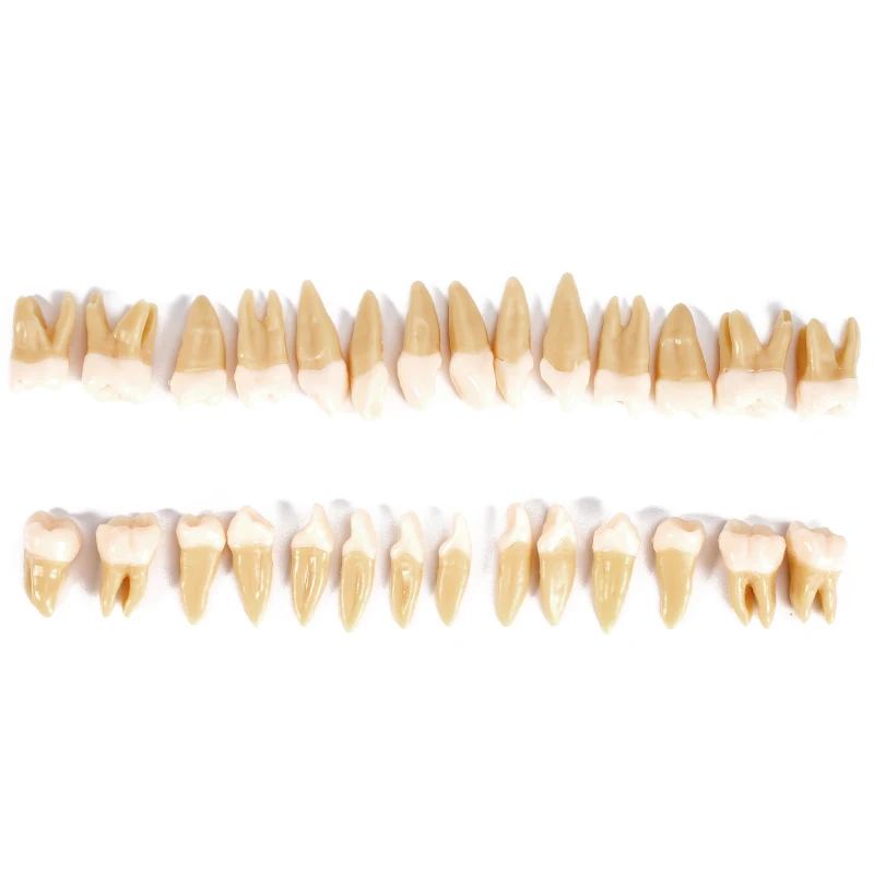 28pcs Upper Lower Full Mouth Dental Teeth Model Simulation Permanent Isolated Teeth for Teaching Study Demonstration