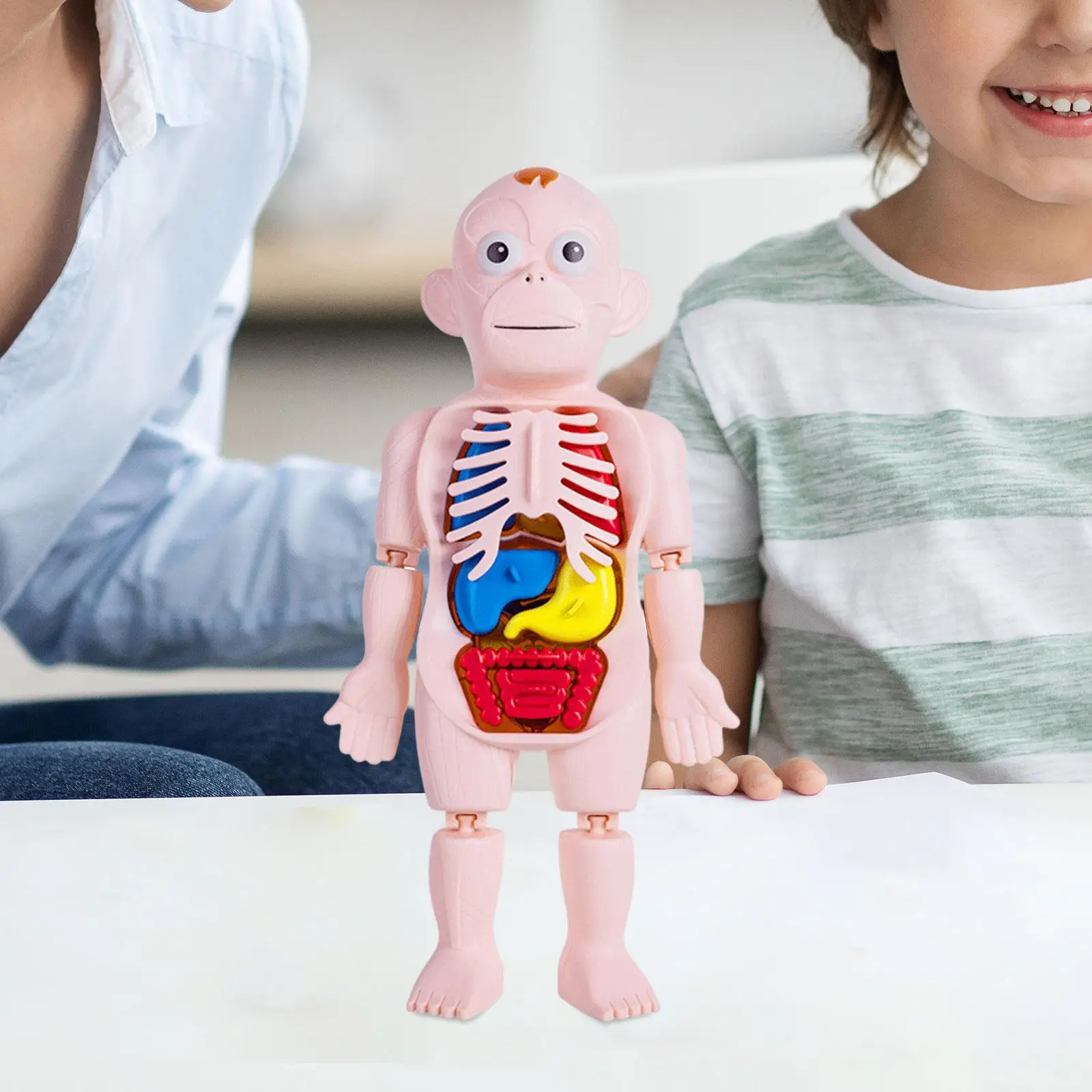 Jouet d'apprentissage précoce du corps humain, modèle de torse de corps humain 3D, pièces du corps, organes pour enfants d'âge alth, démonstration à domicile, puzzle