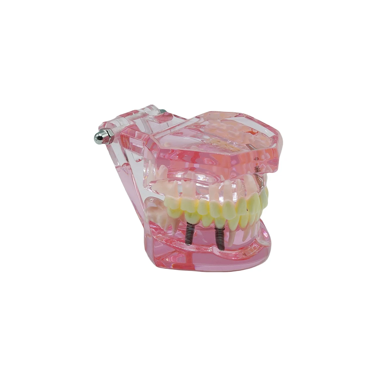 Thumbnail 4 - #10 Dental Teaching Models List of Top Picks