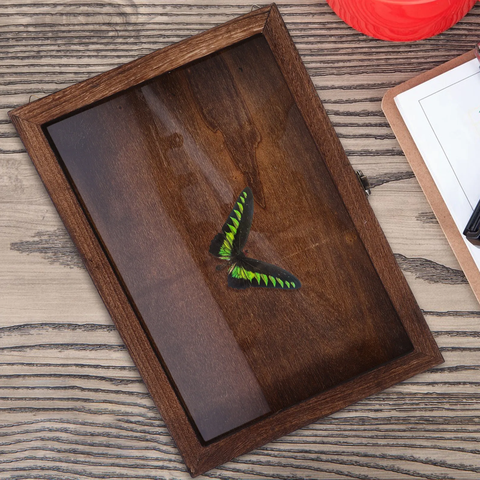 Vintage Wood Insect Specimen Display Holder Acrylic Lid Multi Functional Specimen Case for Butterflies Dried Flowers Crafts