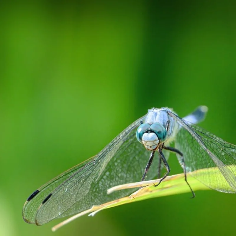 

2.4G 1/12 Tracked RC Tank Remote Control Car With 360° Rotation Drift RC Model Off-Road Vehicle Children Gift