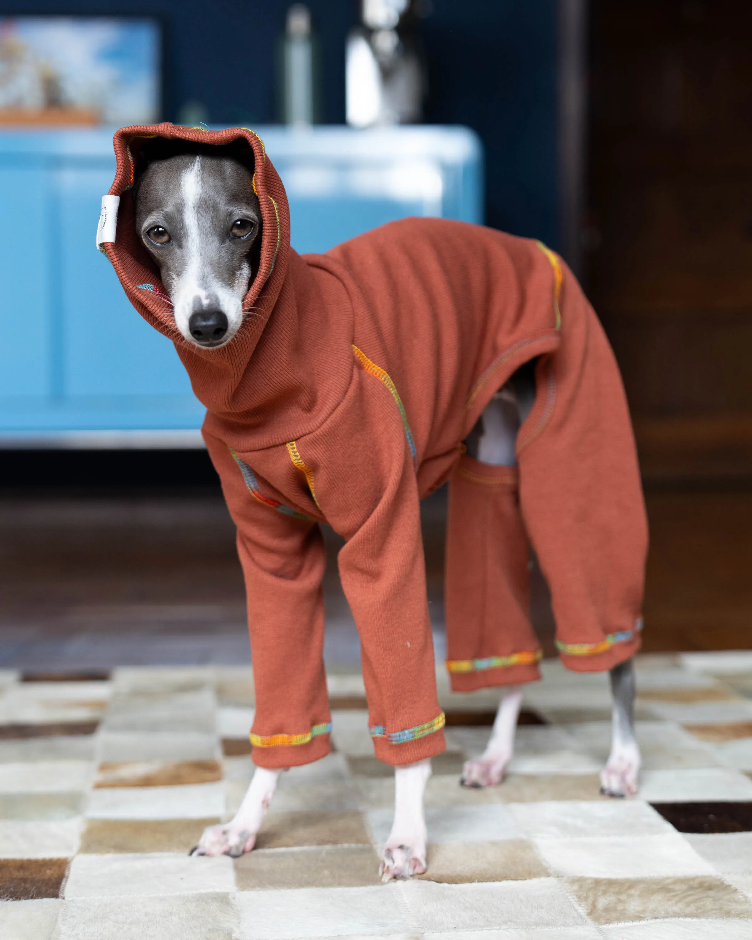 High Collar Whippet Jumpsuit, Greyhound Stretch Pajamas, Medium Dog Clothes, Spring, New