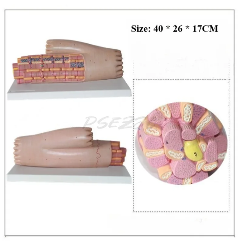 Medical Human Muscle Tissue Myocardial Anatomical Enlarged Model Skeletal Muscle Smooth Muscle Fat