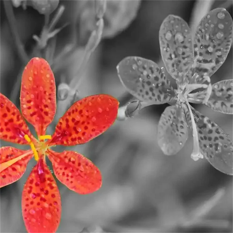 

Новые корейские универсальные кружевные носки-трубы в горошек с бантом для милых девушек, ретро-сетчатые носки с вырезами