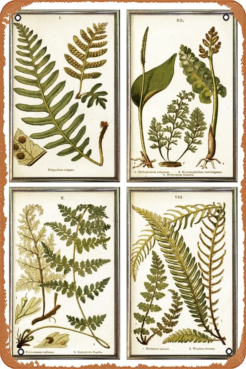 Muecddoa Metal Tin Retro - Framed Antique Ferns Prints Wall Grouping - Tin Sign Poster,Wall Art,Vintage Plaque Sign for Bar Rest