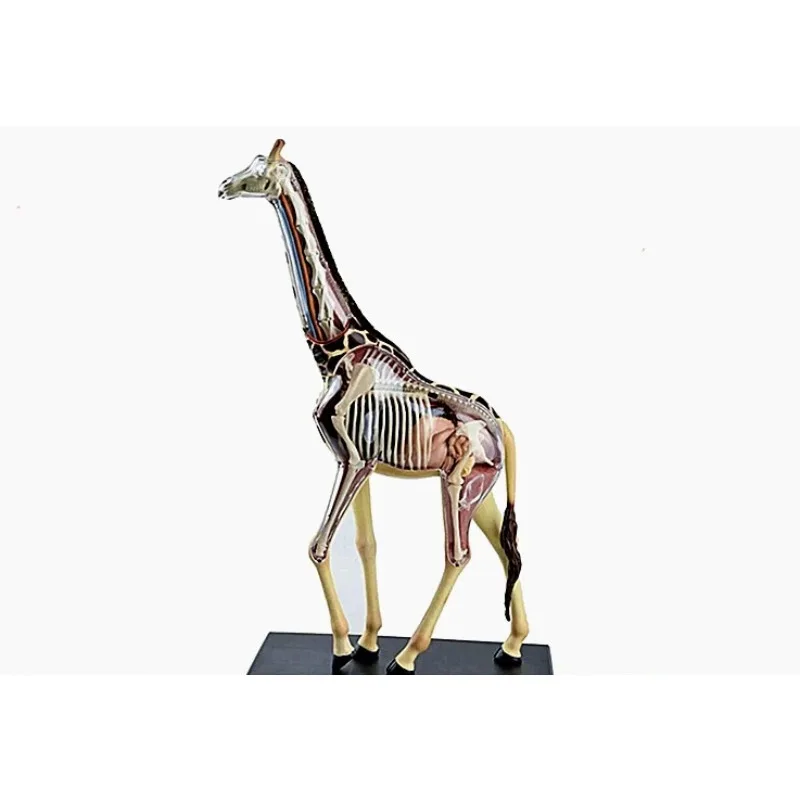 

Puzzle construction toys, simulated animal creatures, giraffe organ anatomy model, medical teaching