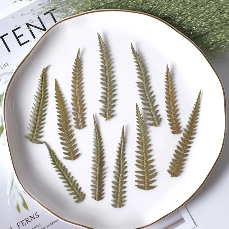 Natural Fern leaf,pressed dry flower DIY photo frame bookmark desk lamp phone case drip glue plant material,5-10cm/24pcs