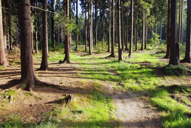 

4pcs 1.9'' Beadlock Wheels and Tires Rim Offset -8.9mm OD 4.53'' for 1/10 RC Crawler Car TRX4 TRX6 SCX10 90046 CC01 D90 D110