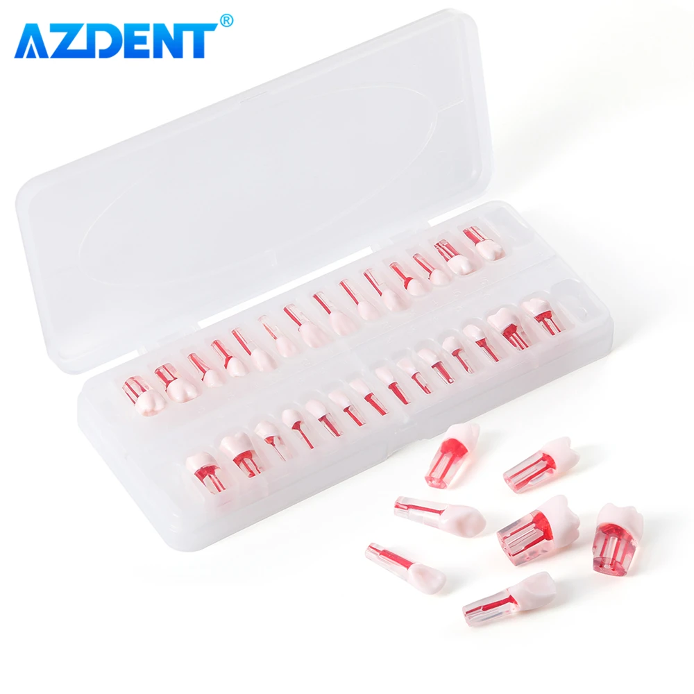

28PCS AZDENT Dental RCT Root Canal Practice Model Endo Training Teaching Study Teeth Model Endodontic Pulp Resin Teeth