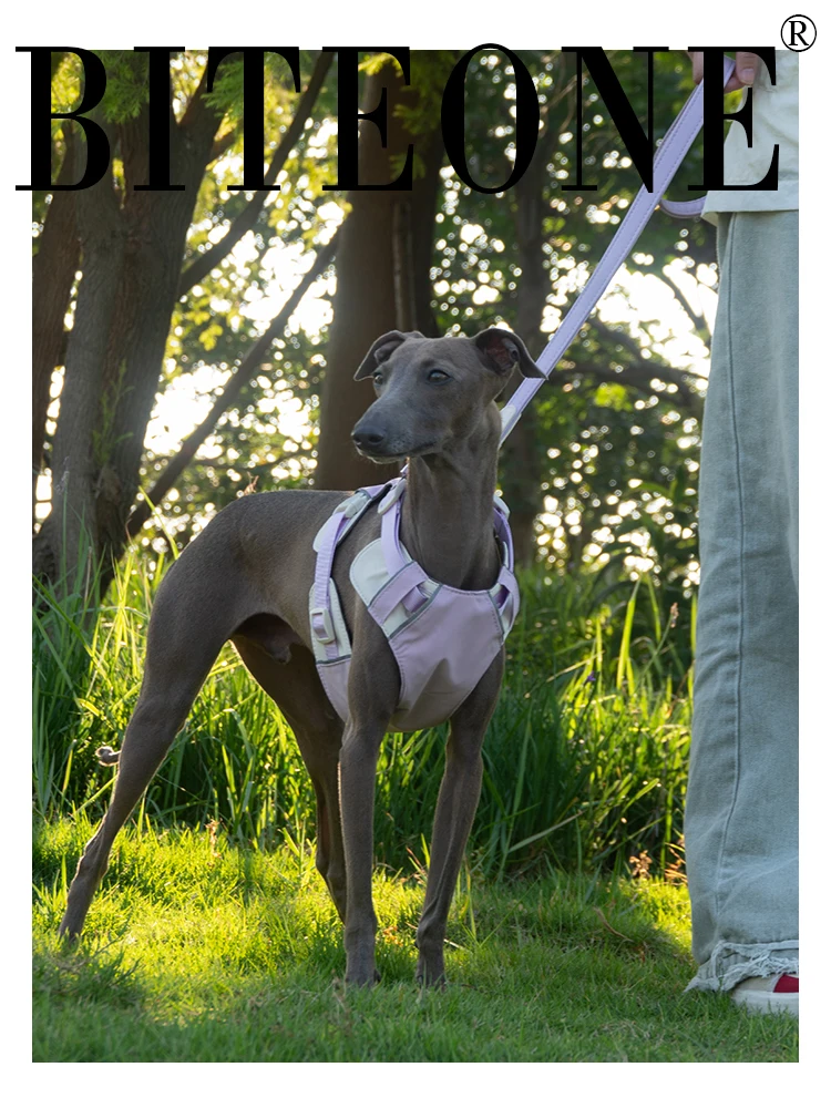 

Fashion vest style Dog Chest and Back Traction Rope Large, medium, and small dogs Pet outings Cat and Dog Rope Chain Slim