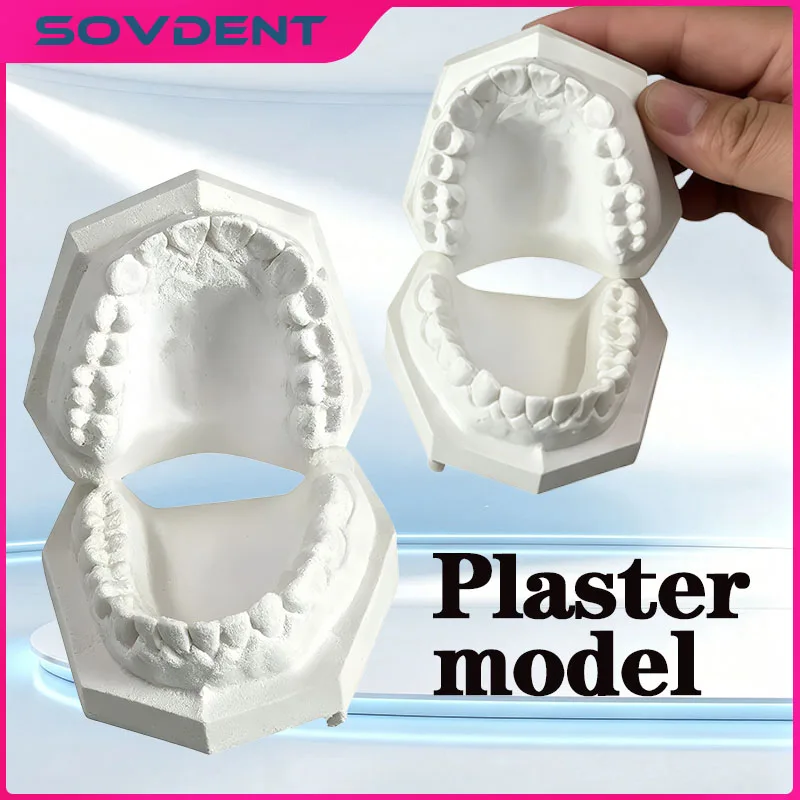 Dental Silicone Plaster Model Mold Complete Cavity Block Mould Base Standard Full Teeth Dentistry Equipment Materials Tools