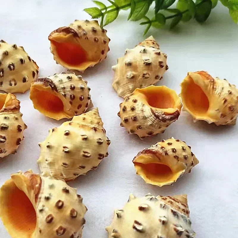 Natural Conch Shell Lychee Snail Rolled Shellfish Hermit Crab Special Replacement Shell Pearl Snail Fish Tank Decoration shells