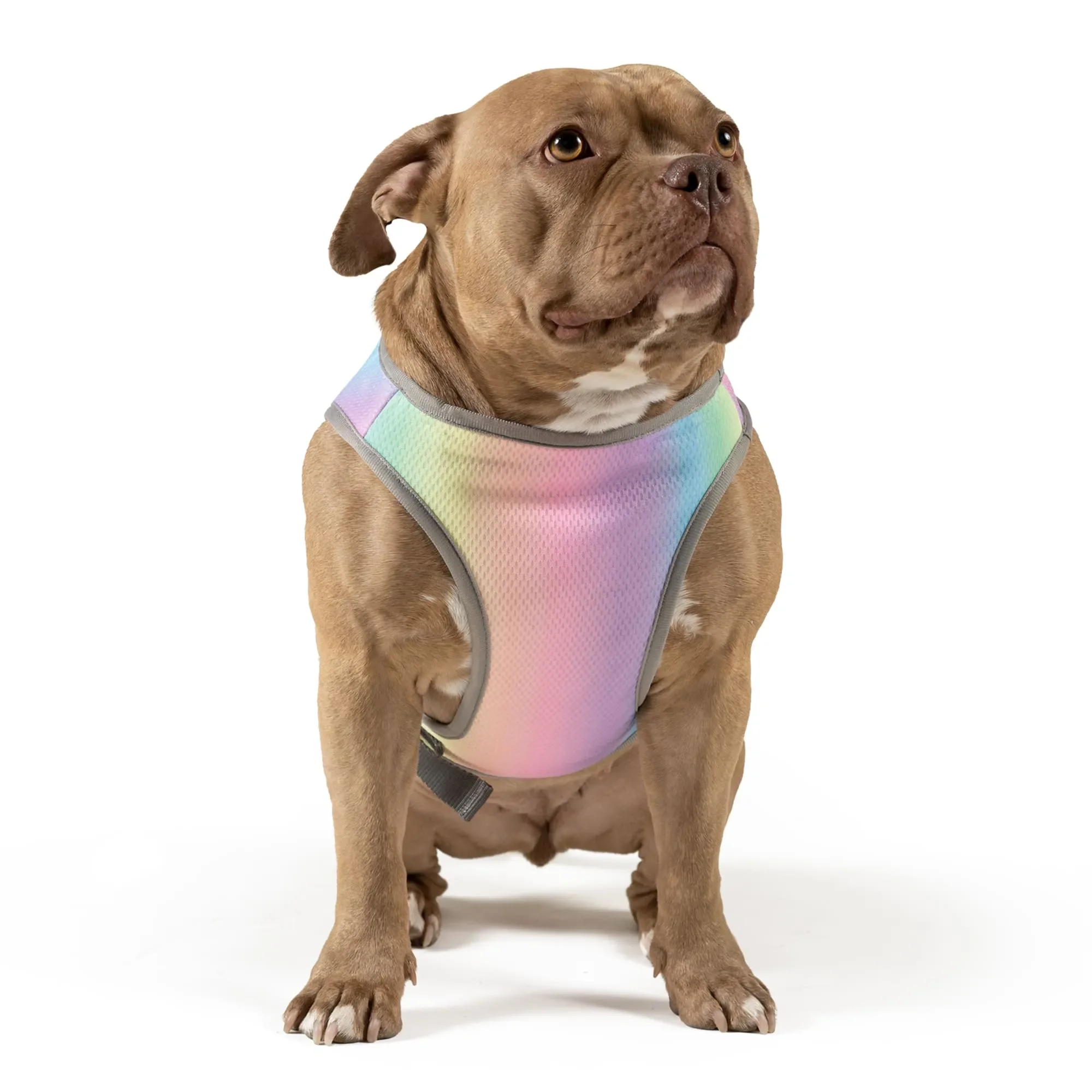 

2025 Canada Pooch Rainbow Chill Seeker Cooling Dog Vest, Medium
